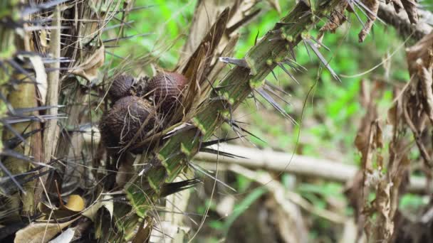 Σαλάκ, φρούτα φιδιού που φυτρώνουν σε ένα δέντρο. Μπαλί, Ινδονησία. — Αρχείο Βίντεο