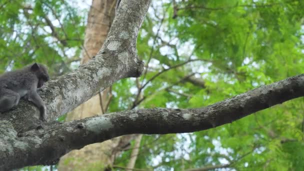 Singes dans la forêt à Bali. — Video