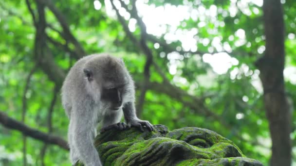 Apen in het bos op Bali. — Stockvideo