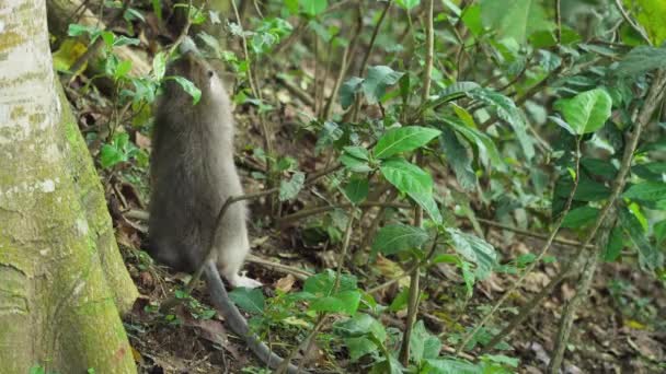 발리의 숲 속에 있는 원숭이들. — 비디오