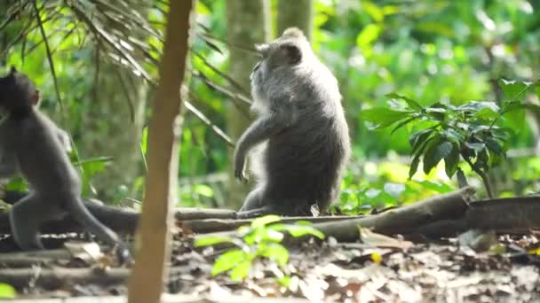 Monyet di hutan Bali. — Stok Video