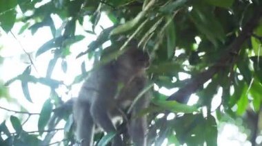 Bali 'deki ormanda maymunlar.