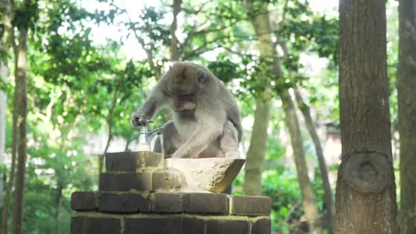 Affen im Wald auf Bali. — Stockvideo