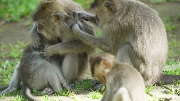Scimmie nella foresta di Bali. — Video Stock
