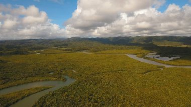 Mangrov ormanları Asya. Filipinler Catanduanes Adası.