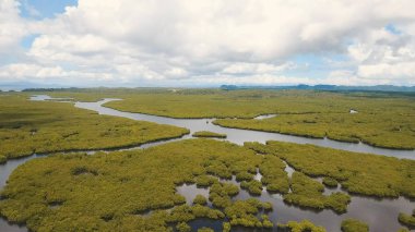 Mangrov ormanları Asya. Filipinler Siargao Adası.