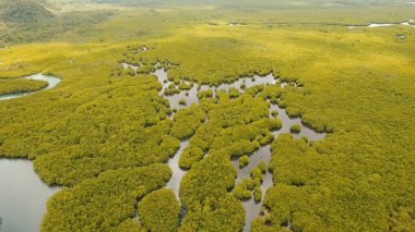 Mangrov ormanları Asya. Filipinler Siargao Adası.