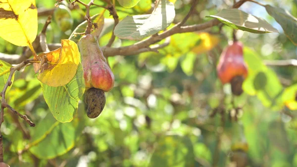 Nut Tree Cashew Growing Nuts. Busuanga, Palawan, Philippines. — Stock Photo, Image