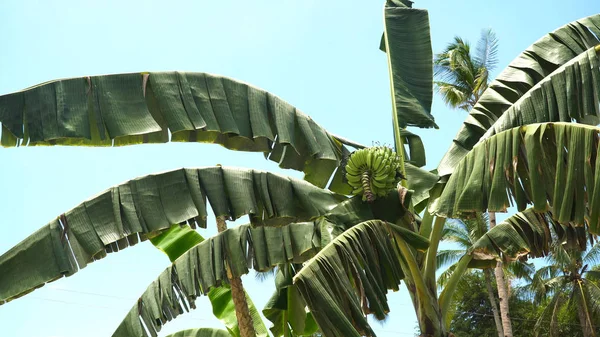 Frutos de bananas em uma bananeira. — Fotografia de Stock