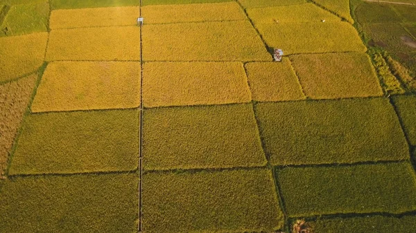 Bir pirinç alan hava görünümünü. Filipinler — Stok fotoğraf