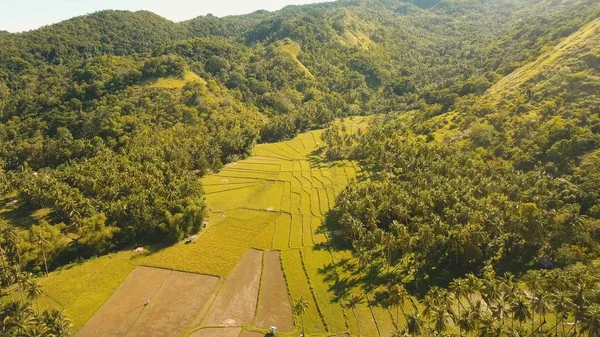 Vista aérea de un campo de arroz. Filipinas, Bohol . — Foto de Stock