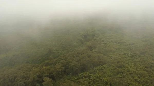 La forêt tropicale dans le brouillard. Île de Jawa, Indonésie. Images de stock — Photo