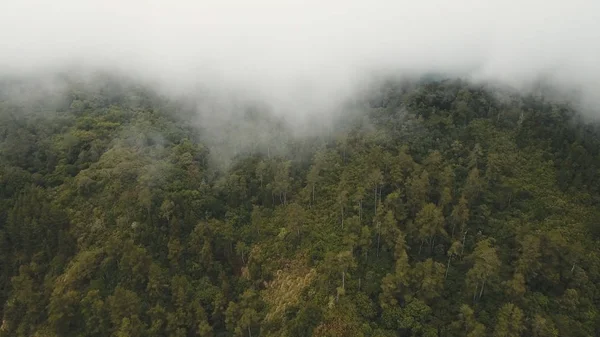 Forêt tropicale dans le brouillard et les nuages. Bali, Indonésie . — Photo