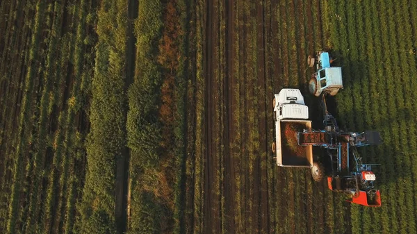 Carrot harvesting at the farmers field.