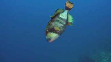 Mercan ve tropikal balık. Bali, Endonezya.