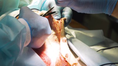 Veteriner kliniğinde bir köpeğin cerrahi müdahalesi