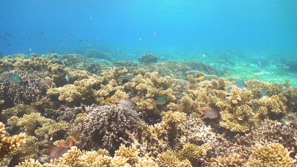 Arrecife de coral y peces tropicales. Filipinas — Foto de Stock