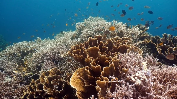 Arrecife de coral y peces tropicales. Filipinas — Foto de Stock