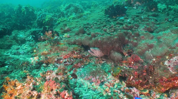 Moray en el arrecife de coral . — Foto de Stock