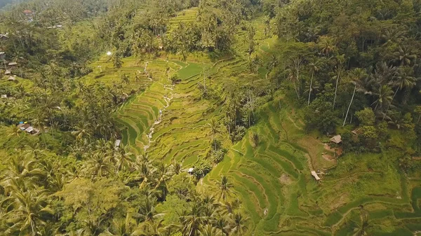 Terrenos de arroz en Ubud, Bali, Indonesia . —  Fotos de Stock