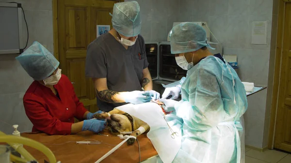 Veteriner kliniğinde bir köpeğin cerrahi müdahalesi — Stok fotoğraf