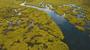 Mangrov ormanları Asya. Filipinler Siargao Adası.