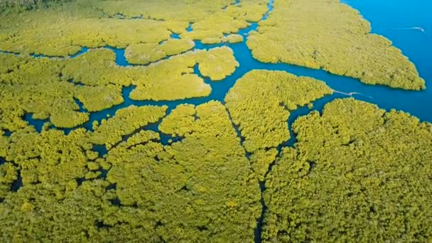 Bosque de manglares en Asia. Filipinas Isla de Siargao . — Vídeo de stock