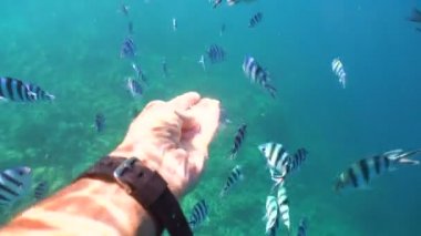 Mercan ve tropikal balık. Filipinler