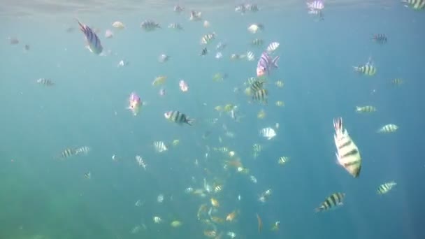 Mercan ve tropikal balık. Filipinler — Stok video