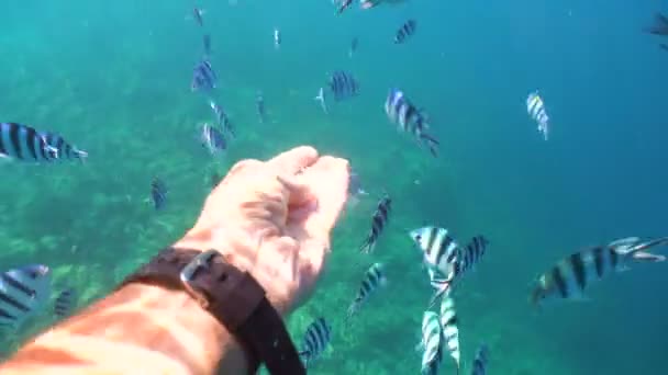 Koral rafa i tropikalna ryba. Filipiny — Wideo stockowe