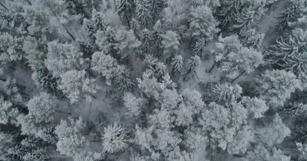 Pemandangan musim dingin dengan hutan. — Stok Video