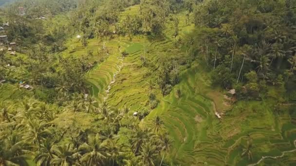 印度尼西亚巴厘岛乌布梯田稻田. — 图库视频影像