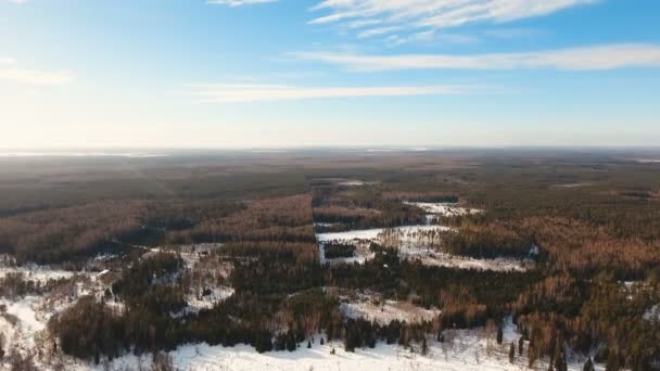 森と冬の風景. — ストック動画