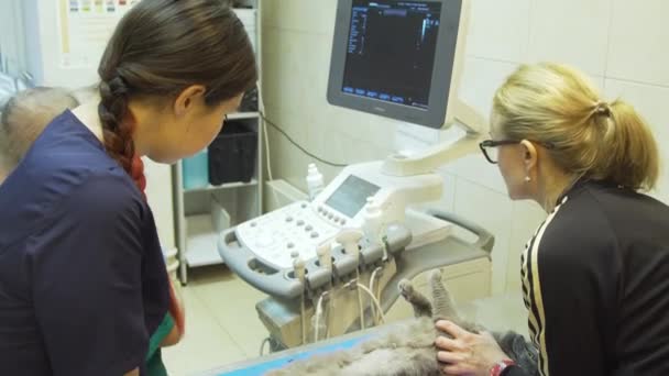 Ultraschalldiagnostik in Tierklinik. — Stockvideo