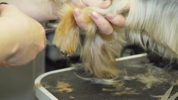 Dog in pet grooming salon. — Stock Video