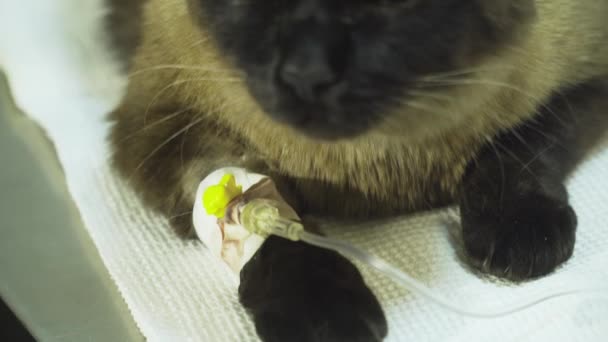 Γάτα με έναν καθετήρα μέσα έναs vet στην κλινική. — Αρχείο Βίντεο