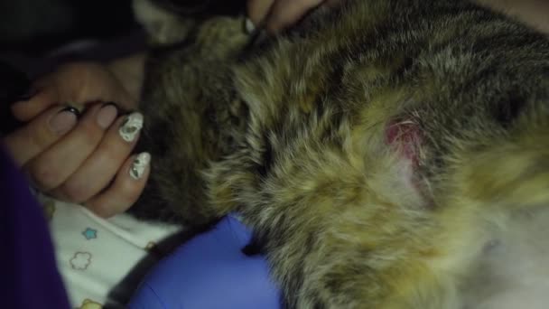 Echografie diagnostiek in veterinaire kliniek. — Stockvideo