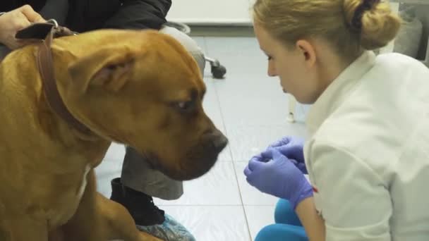 Dog in the veterinary clinic. — Stock Video