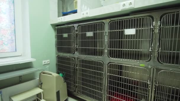 Cat in cage after surgery — Stock Video