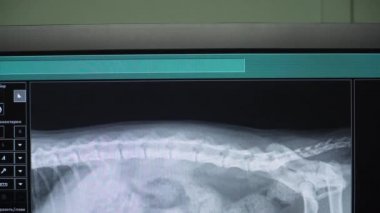 X-ışını imge-in belgili tanımlık köpek.