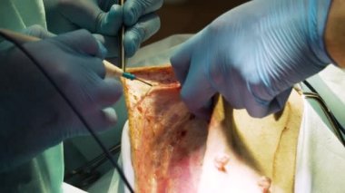 Veteriner kliniğinde bir köpeğin cerrahi müdahalesi