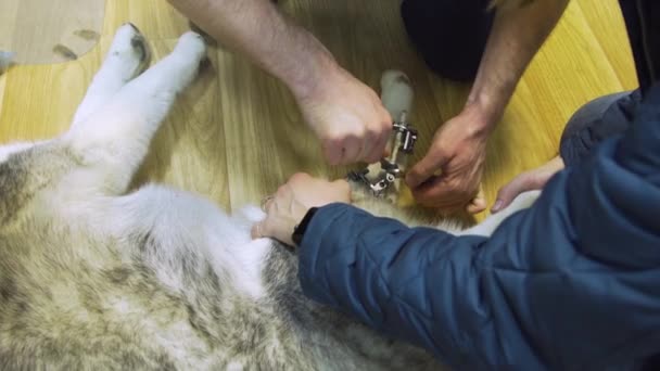 兽医诊所里有一只爪子折断的狗. — 图库视频影像