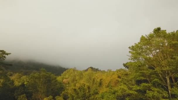 구름 속의 우림, 인도네시아 발리. — 비디오