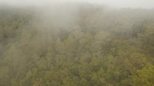 Forêt tropicale nuageuse, Bali, Indonésie.