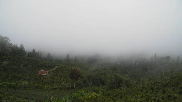 Terres agricoles dans les montagnes dans le nuage. Bali, Indonésie. — Photo