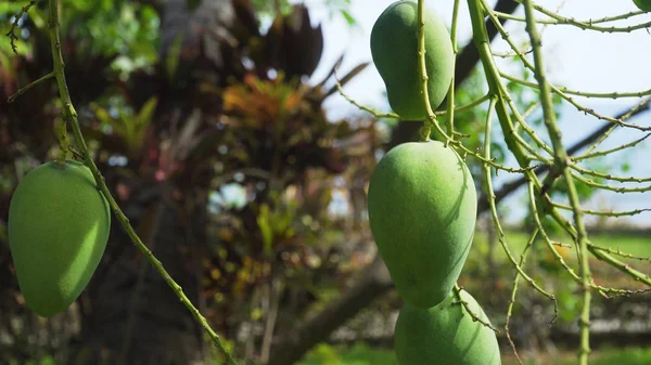 Mangoes on mango tree.