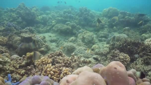 Arrecife de coral y peces tropicales. Bali, Indonesia . — Vídeos de Stock