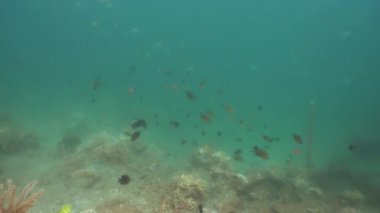 Mercan ve tropikal balık. Bali, Endonezya.