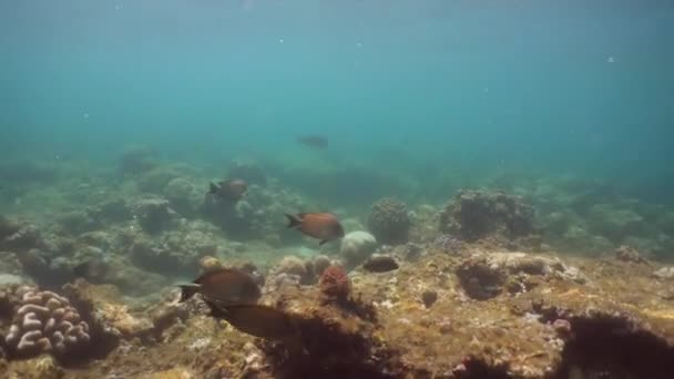 Karang karang dan ikan tropis. Bali, Indonesia . — Stok Video