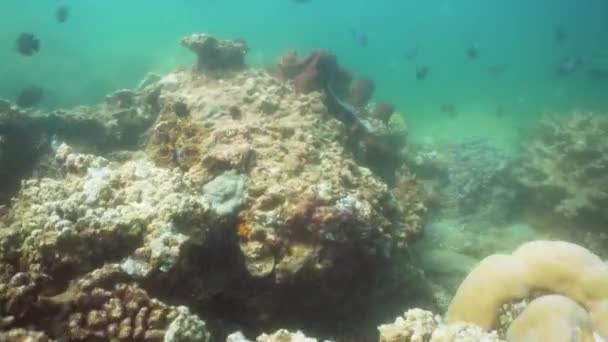 Recifes de coral e peixes tropicais. Bali, Indonésia . — Vídeo de Stock